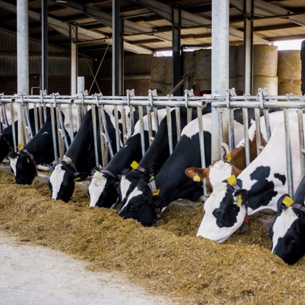 Dairy Production Solution Ozone Ozone