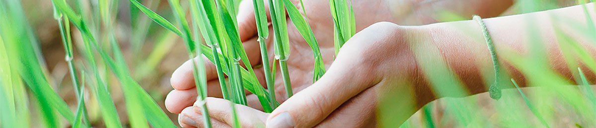 Hands Holding Green Flowers